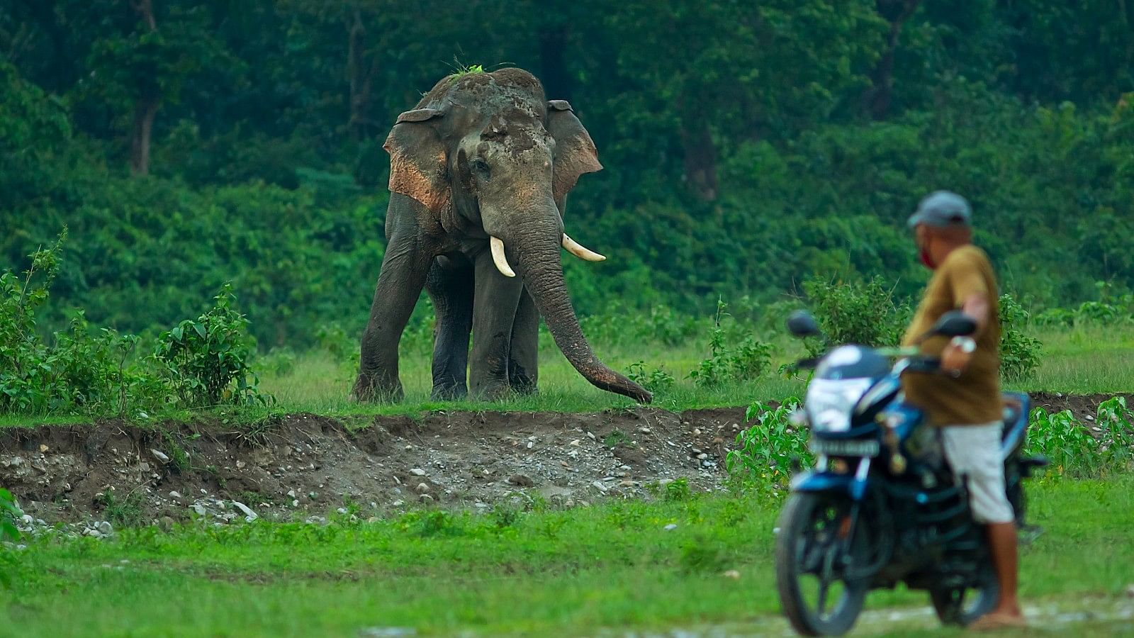 <div class="paragraphs"><p>Representative image of an elephant.&nbsp;</p></div>